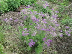 Vernonia capensis
