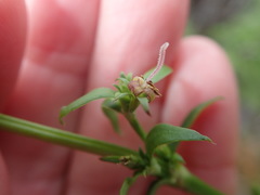 Carpacoce spermacocea