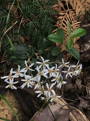 Olearia myrsinoides
