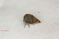 Smiliinae