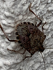 Halyomorpha halys