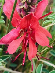 Indigofera oxytropis