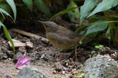 Helopsaltes ochotensis