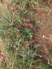 Indigofera oxytropis