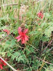 Indigofera oxytropis
