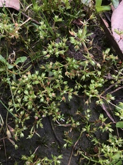 Crassula decumbens