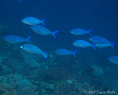 Caesio lunaris