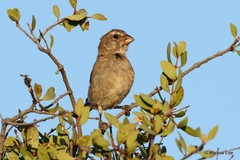 Crithagra albogularis