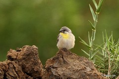 Crithagra citrinipectus