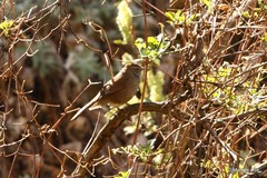 Bradypterus barratti