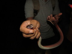 Oxyrhopus melanogenys