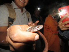 Oxyrhopus melanogenys