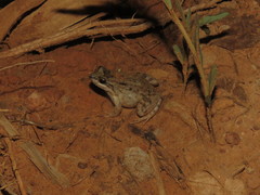 Leptodactylus petersii