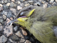 Lichenostomus cratitius