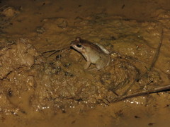 Leptodactylus leptodactyloides
