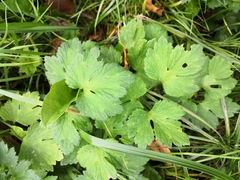 Ranunculus