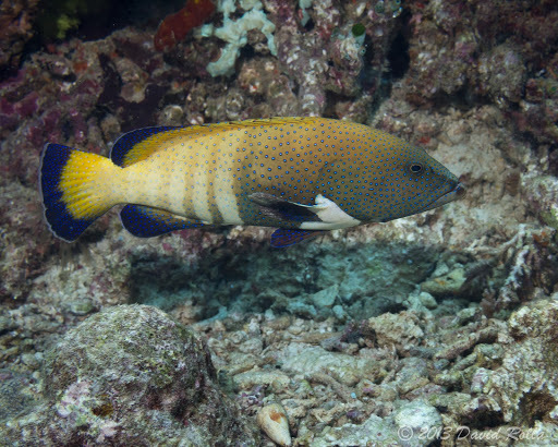 Peacock Grouper (Reef Fish of the Hawaiian Islands) · iNaturalist