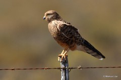 Falco rupicoloides