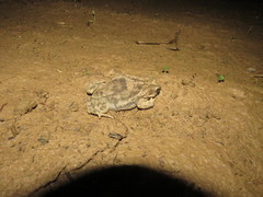 Rhinella major