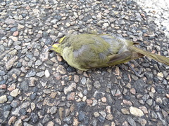 Lichenostomus cratitius