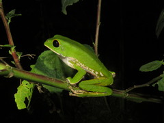 Phyllomedusa camba