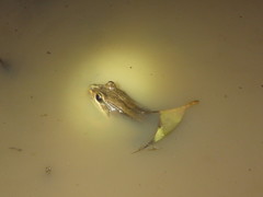 Leptodactylus bolivianus