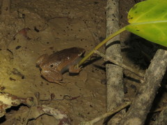 Hamptophryne boliviana