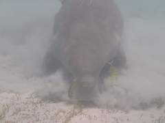 Dugong dugon