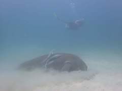 Dugong dugon
