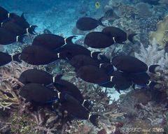 Acanthurus blochii