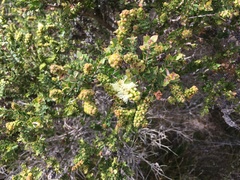 Melaleuca squarrosa