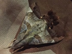 Macroglossum pyrrhosticta