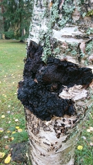 Inonotus obliquus sterilis