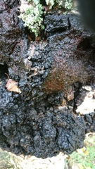 Inonotus obliquus sterilis