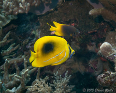 Chaetodon bennetti