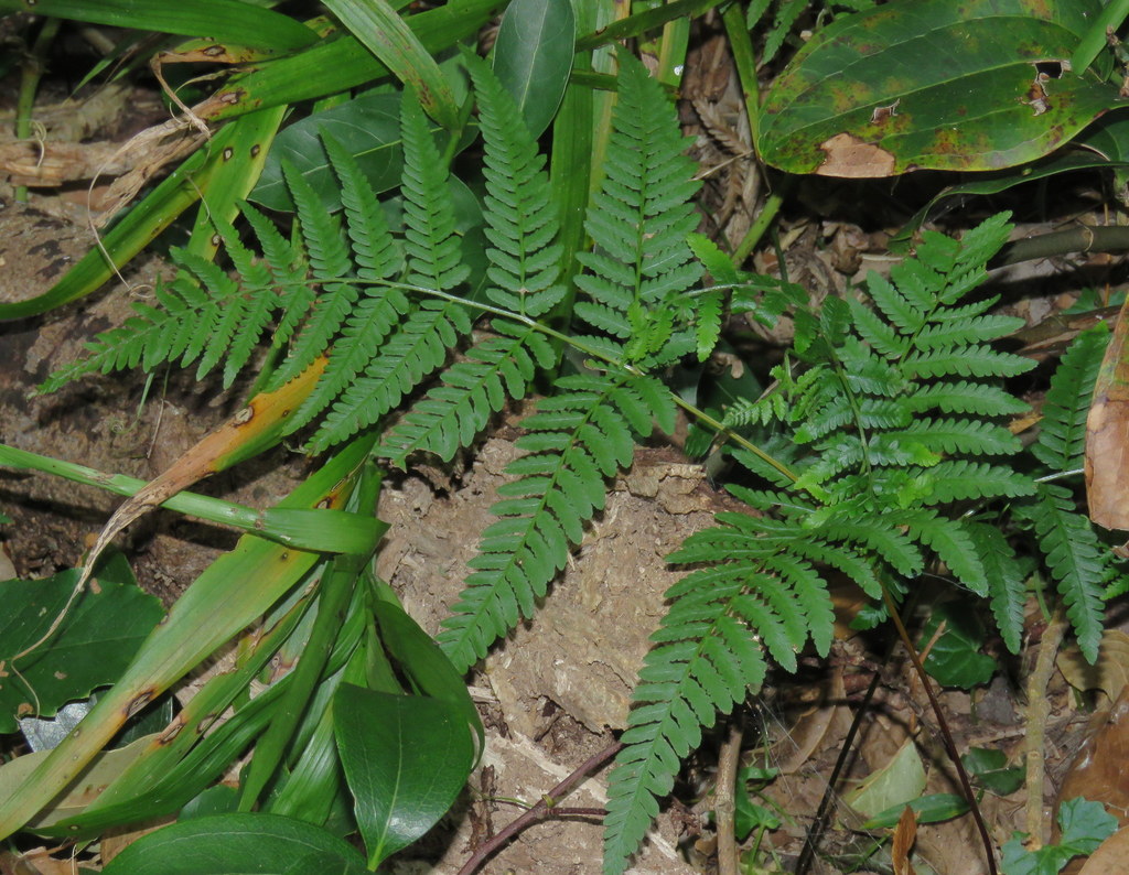 Harsh Ground-fern (Budawang Coast plant species Part 2 (F-R ...