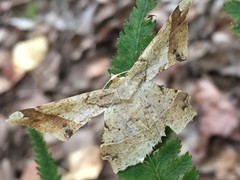 Krananda latimarginaria