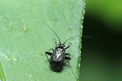 Ectmetopterus micantulus