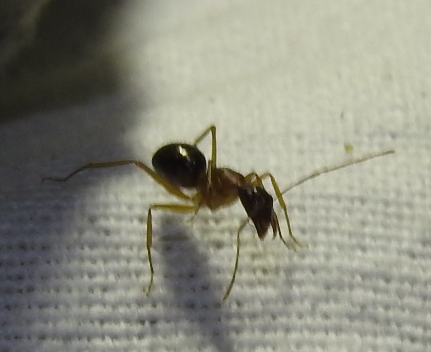 Camponotus pilicornis