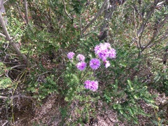 Melaleuca squamea