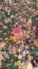 Amanita muscaria