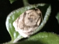 Adoxophyes honmai