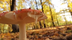 Amanita muscaria