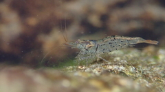 Caridina cantonensis