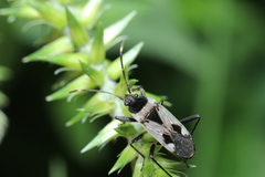 Panaorus albomaculatus