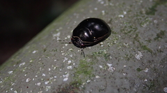 Brachyplatys punctipes