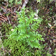 Libocedrus bidwillii