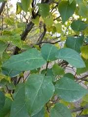 Syringa vulgaris
