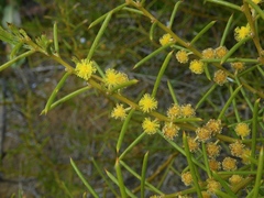 Acacia enterocarpa