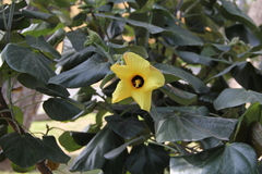 Hibiscus tiliaceus pernambucensis